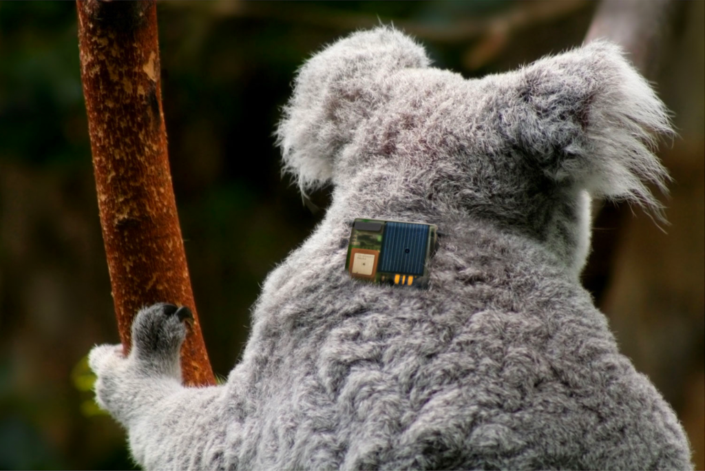 Wildlife tracker collar on a Koala bear with back to the camera